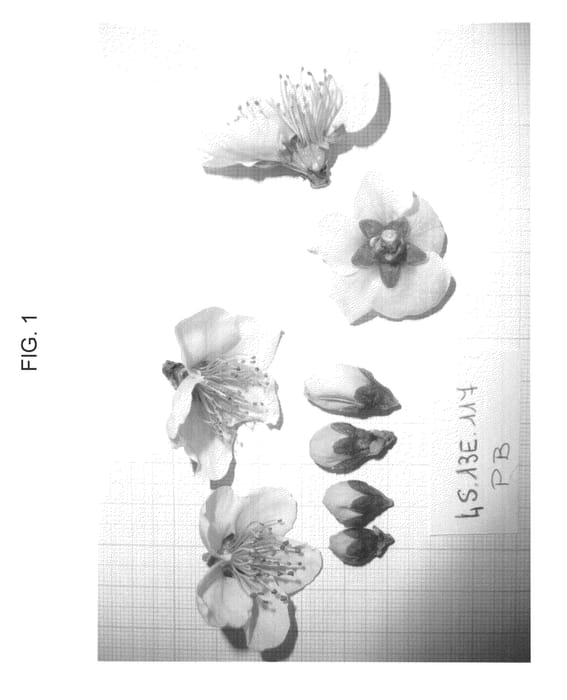 Figure 1 of US plant patent PP23195, the photograph of SWEETREINE printed in the patent.