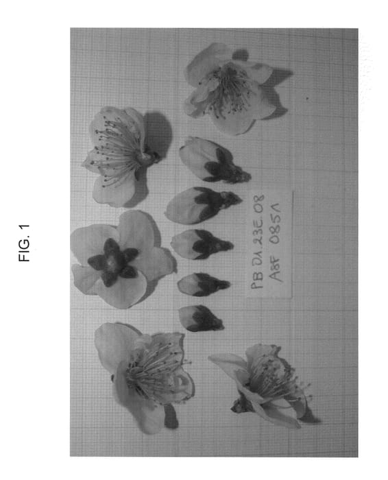 Figure 1 of US plant patent PP23196, the photograph of SWEETREGAL printed in the patent.