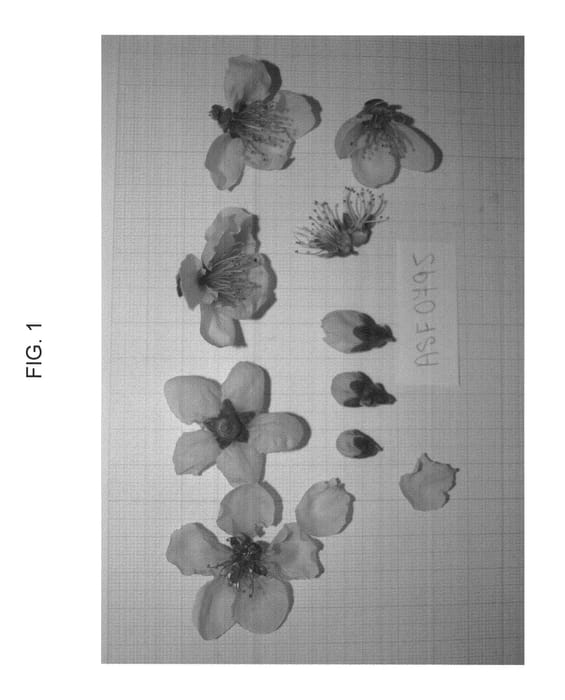 Figure 1 of US plant patent PP23197, the photograph of Flatbeauti printed in the patent.