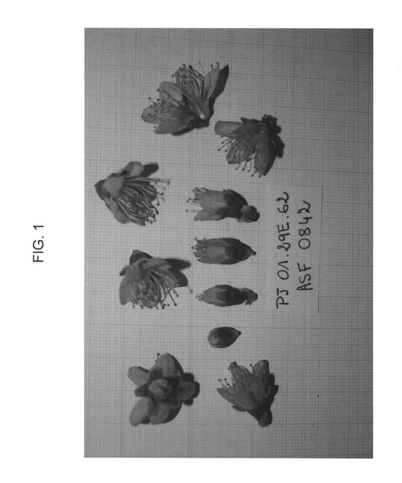 Figure 1 of US plant patent PP23198, the photograph of Crispbella printed in the patent.