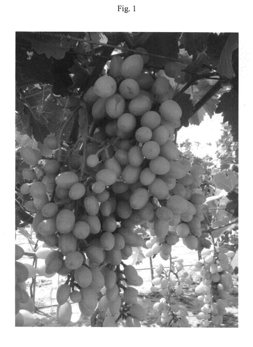 Figure 1 of US plant patent PP23199, the photograph of Green Onyx printed in the patent.
