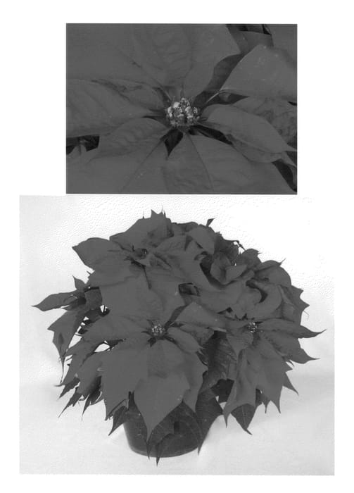 Figure 1 of US plant patent PP23200, the photograph of PER1230 printed in the patent.