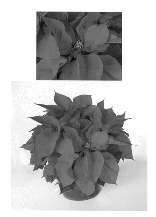 Figure 1 of US plant patent PP23201, the photograph of PER1188 printed in the patent.