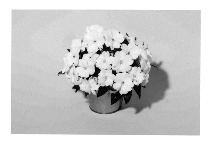 Figure 1 of US plant patent PP23202, the photograph of KLENI10117 printed in the patent.