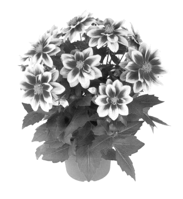Figure 1 of US plant patent PP23203, the photograph of Fidahflo printed in the patent.