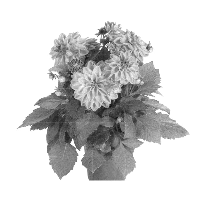 Figure 1 of US plant patent PP23204, the photograph of Fidahtex printed in the patent.