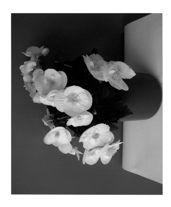 Figure 1 of US plant patent PP23205, the photograph of KRSSUWH01 printed in the patent.