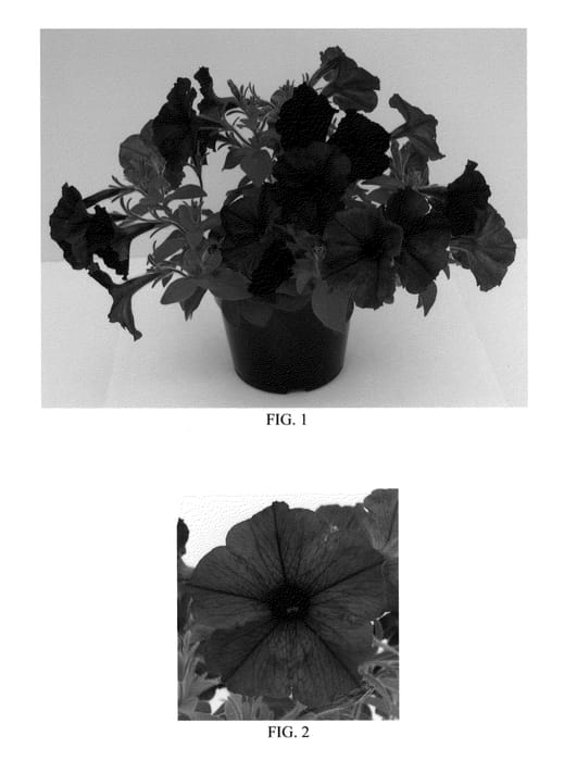 Figure 1 of US plant patent PP23206, the photograph of Balspunlu printed in the patent.