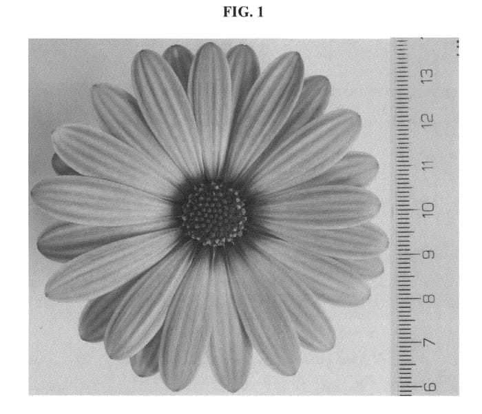 Figure 1 of US plant patent PP23207, the photograph of DAOSNITTEN printed in the patent.