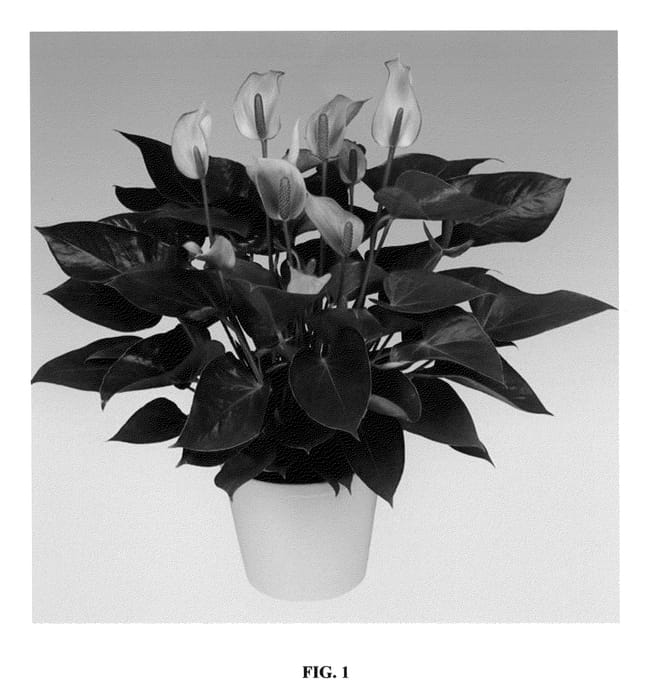 Figure 1 of US plant patent PP23208, the photograph of Anthulyha printed in the patent.