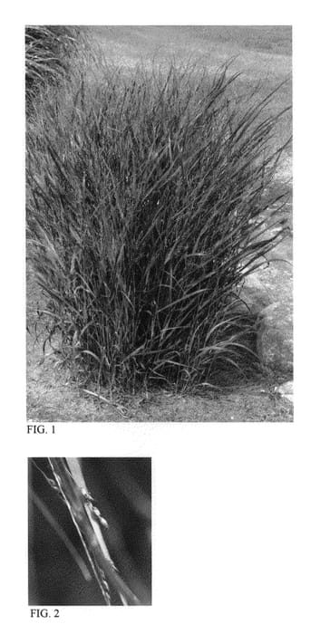 Figure 1 of US plant patent PP23209, the photograph of Cheyenne Sky printed in the patent.