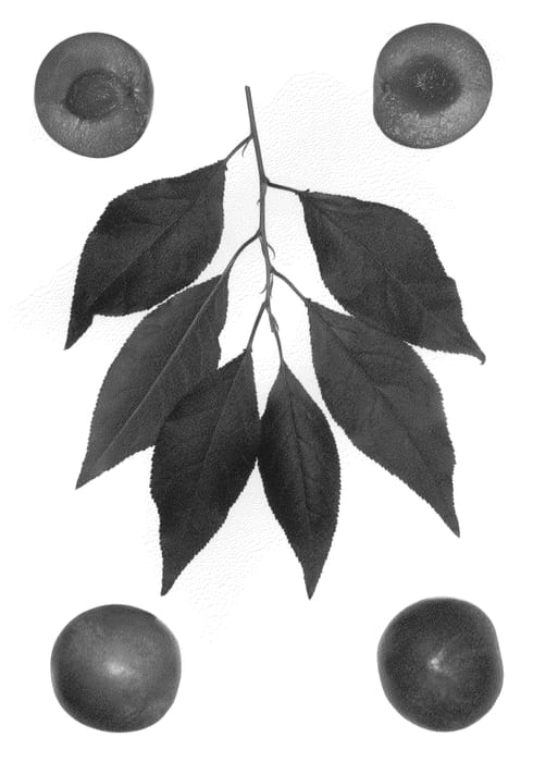 Figure 1 of US plant patent PP23211, the photograph of Sweet Pixie printed in the patent.