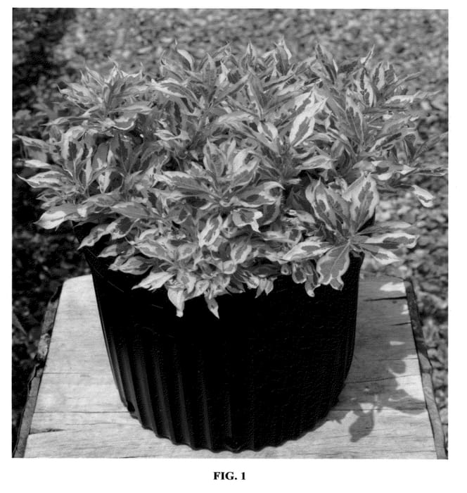 Figure 1 of US plant patent PP23212, the photograph of Sunset printed in the patent.