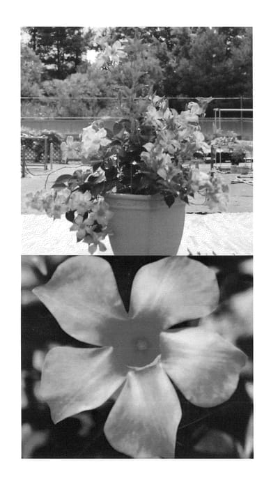 Figure 1 of US plant patent PP23213, the photograph of Sunpararosta printed in the patent.