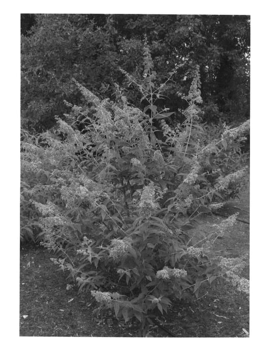Figure 1 of US plant patent PP23214, the photograph of Pink Pagoda printed in the patent.