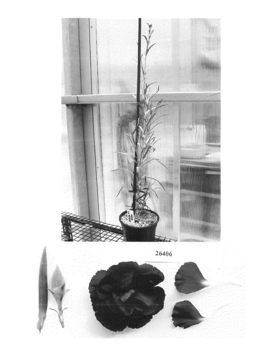 Figure 1 of US plant patent PP23215, the photograph of Floriemerald printed in the patent.