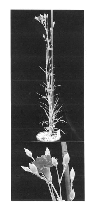 Figure 1 of US plant patent PP23216, the photograph of Floriruby printed in the patent.