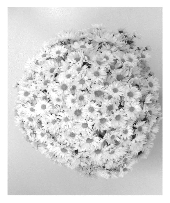 Figure 1 of US plant patent PP23217, the photograph of Margo White printed in the patent.