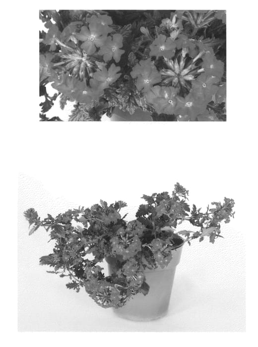 Figure 1 of US plant patent PP23218, the photograph of Invebroich printed in the patent.