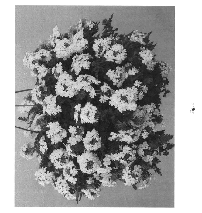 Figure 1 of US plant patent PP23219, the photograph of DVER70 printed in the patent.