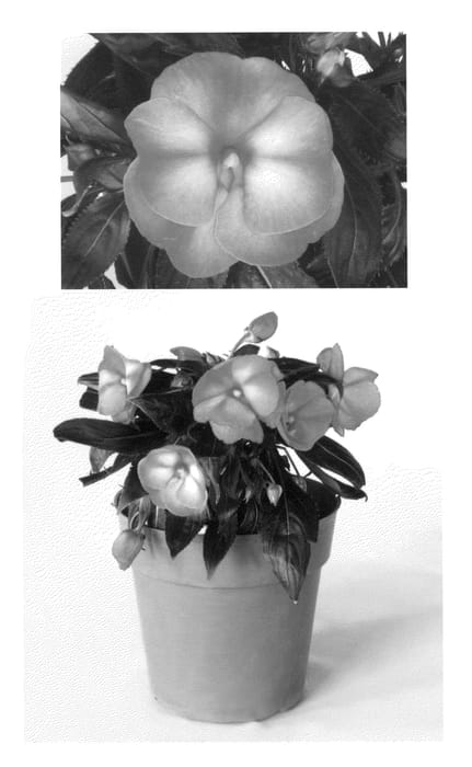 Figure 1 of US plant patent PP23220, the photograph of Vinfelecor printed in the patent.