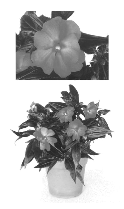 Figure 1 of US plant patent PP23221, the photograph of Vinfeleche printed in the patent.