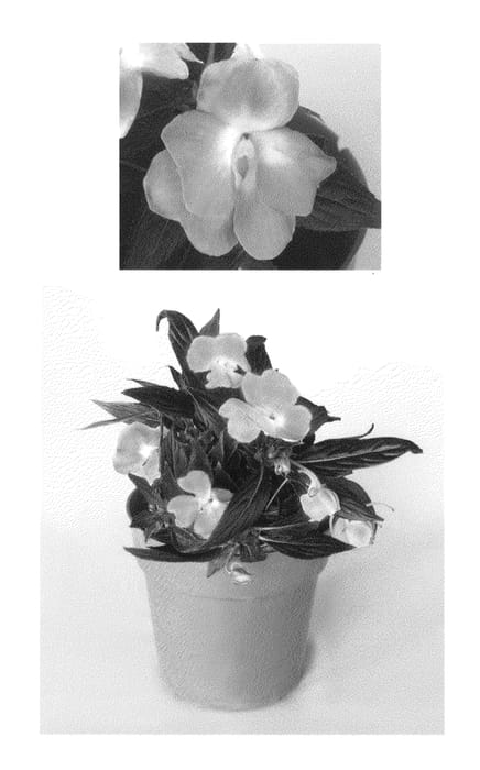 Figure 1 of US plant patent PP23222, the photograph of Vinflavimp printed in the patent.