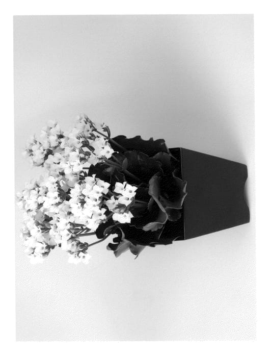 Figure 1 of US plant patent PP23223, the photograph of Keira printed in the patent.