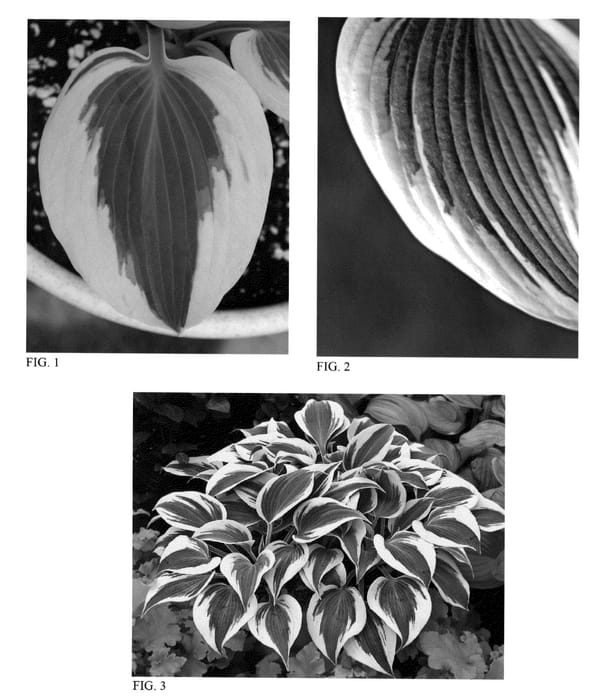 Figure 1 of US plant patent PP23224, the photograph of Autumn Frost printed in the patent.