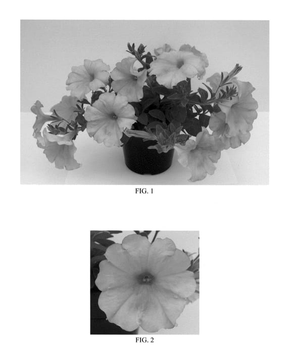 Figure 1 of US plant patent PP23225, the photograph of Balsunpade printed in the patent.