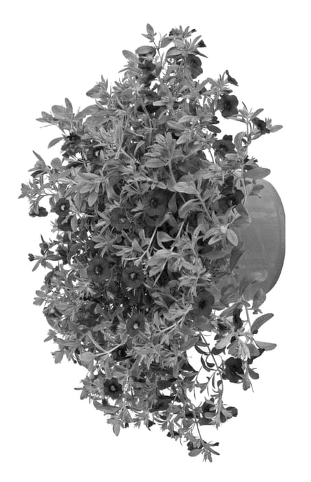 Figure 1 of US plant patent PP23226, the photograph of Ficallinred printed in the patent.