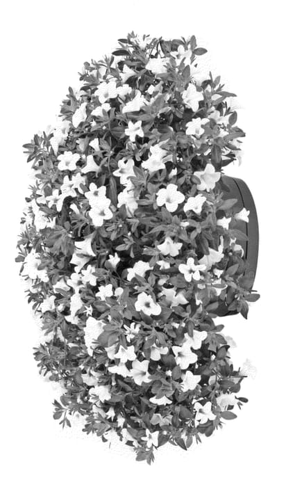 Figure 1 of US plant patent PP23227, the photograph of Ficallinwhi printed in the patent.