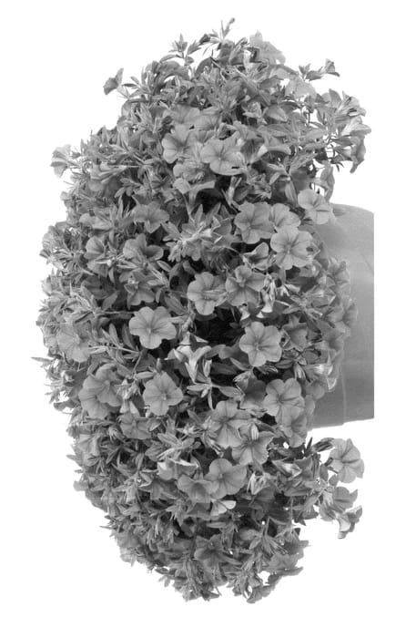 Figure 1 of US plant patent PP23228, the photograph of Ficallinpi printed in the patent.