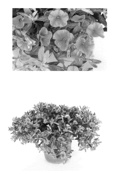 Figure 1 of US plant patent PP23229, the photograph of USCAL88203 printed in the patent.