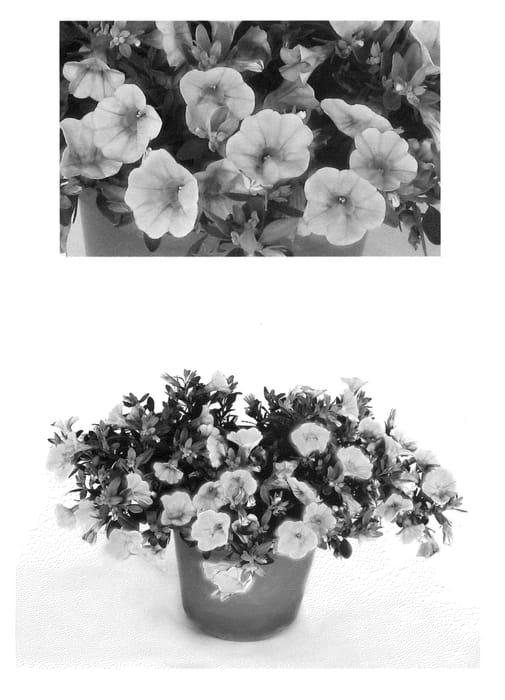 Figure 1 of US plant patent PP23230, the photograph of USCAL87502 printed in the patent.