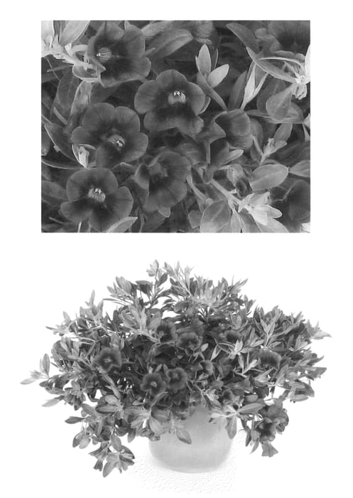 Figure 1 of US plant patent PP23231, the photograph of USCAL84704 printed in the patent.