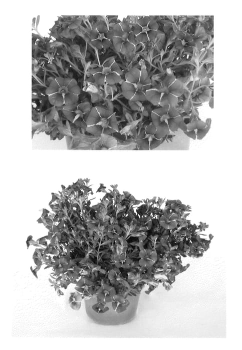 Figure 1 of US plant patent PP23232, the photograph of USCAL91001 printed in the patent.