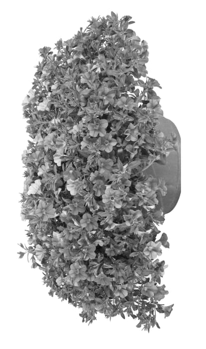 Figure 1 of US plant patent PP23233, the photograph of Ficallinliblu printed in the patent.