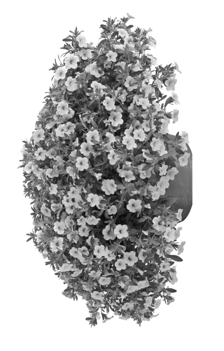 Figure 1 of US plant patent PP23234, the photograph of Ficallinyel printed in the patent.