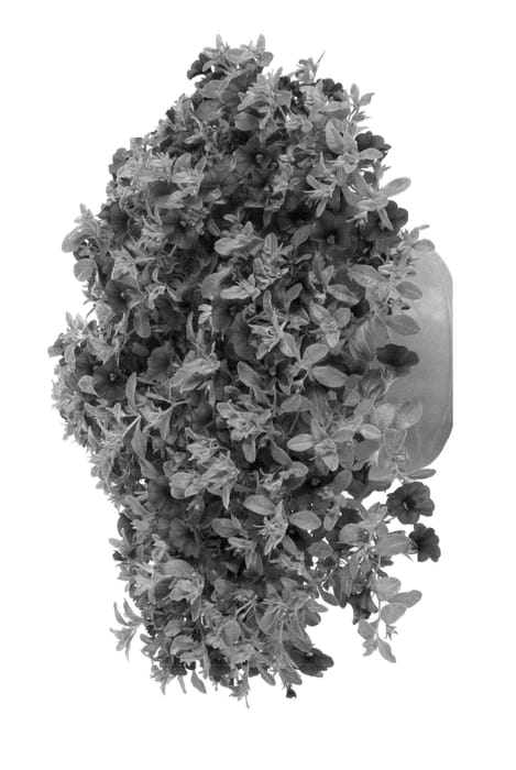 Figure 1 of US plant patent PP23235, the photograph of Ficallinpur printed in the patent.