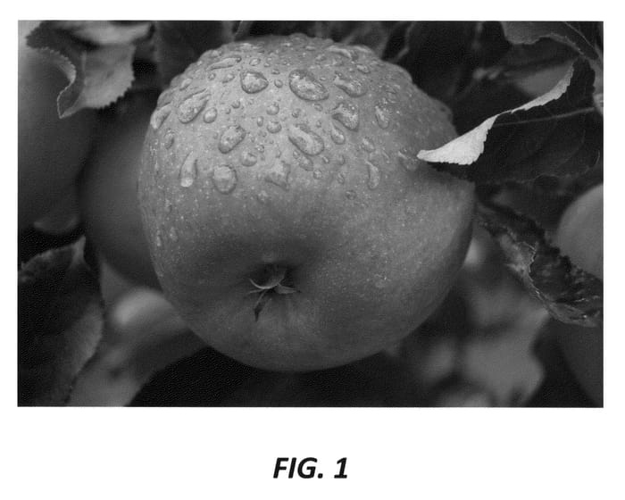 Figure 1 of US plant patent PP23236, the photograph of CH 101 printed in the patent.