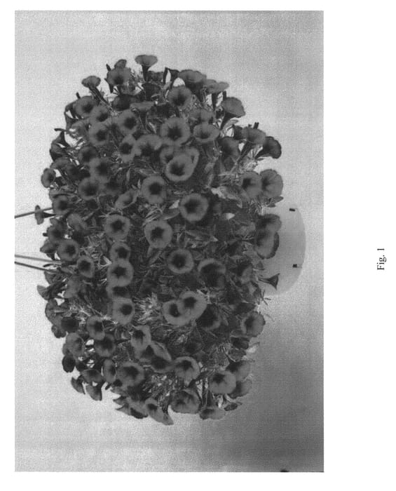 Figure 1 of US plant patent PP23237, the photograph of DLITT259 printed in the patent.