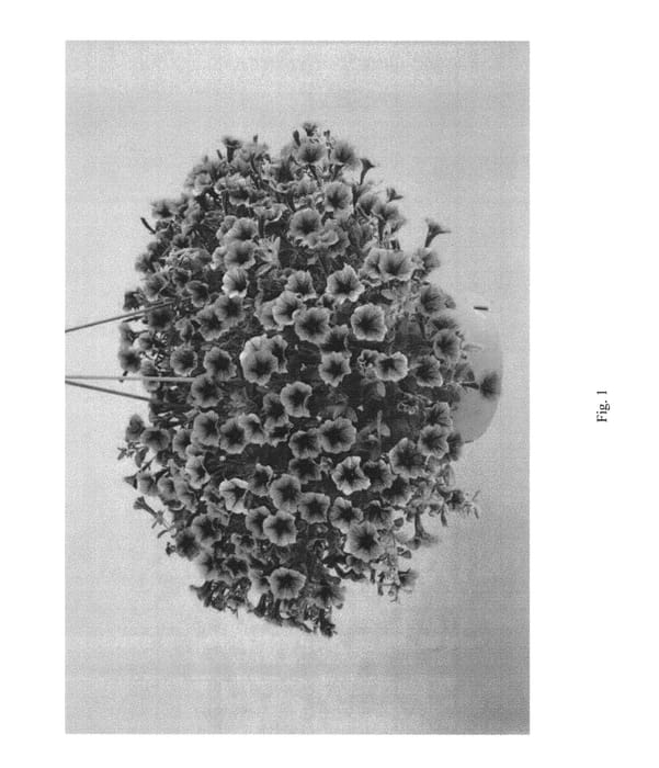 Figure 1 of US plant patent PP23238, the photograph of DLITT258 printed in the patent.
