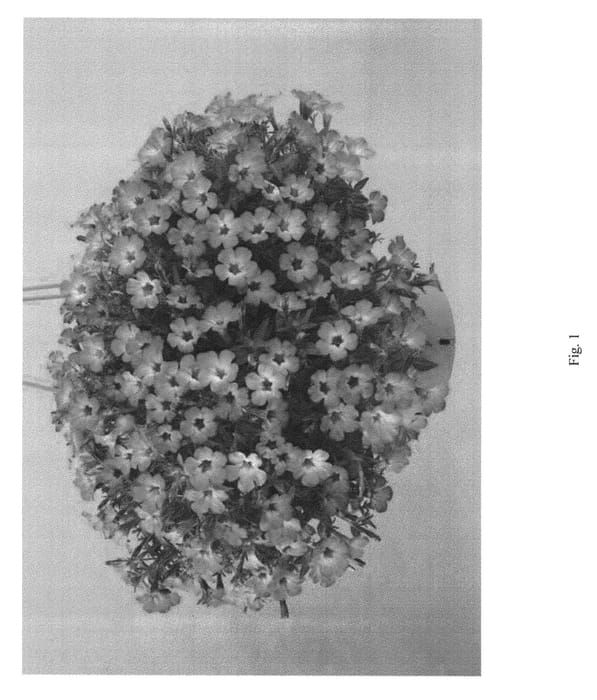 Figure 1 of US plant patent PP23239, the photograph of DLITT262 printed in the patent.