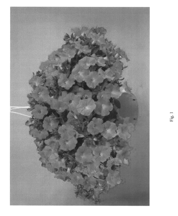 Figure 1 of US plant patent PP23240, the photograph of DRAY263 printed in the patent.