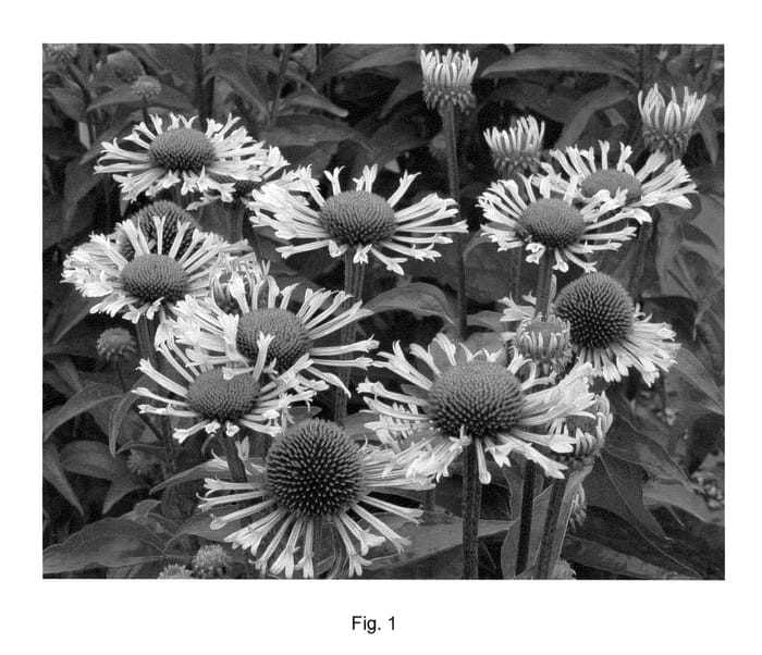 Figure 1 of US plant patent PP23241, the photograph of Quills and Thrills printed in the patent.