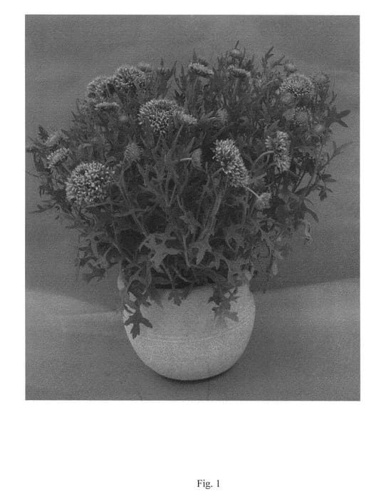 Figure 1 of US plant patent PP23242, the photograph of DGAL901 printed in the patent.