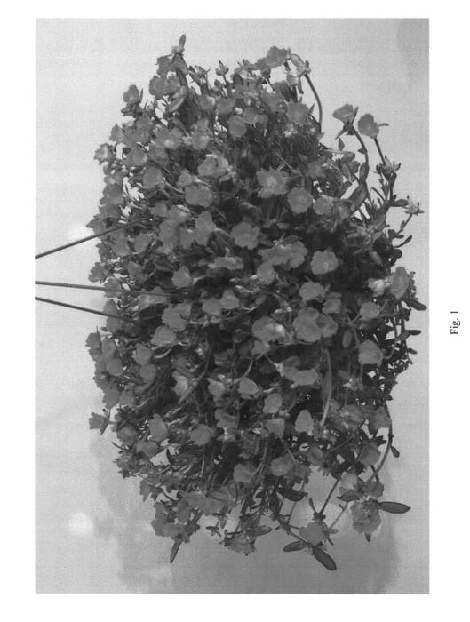 Figure 1 of US plant patent PP23243, the photograph of DPAZ15 printed in the patent.