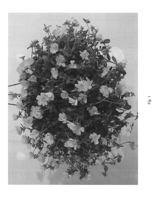 Figure 1 of US plant patent PP23244, the photograph of DPAZ16 printed in the patent.