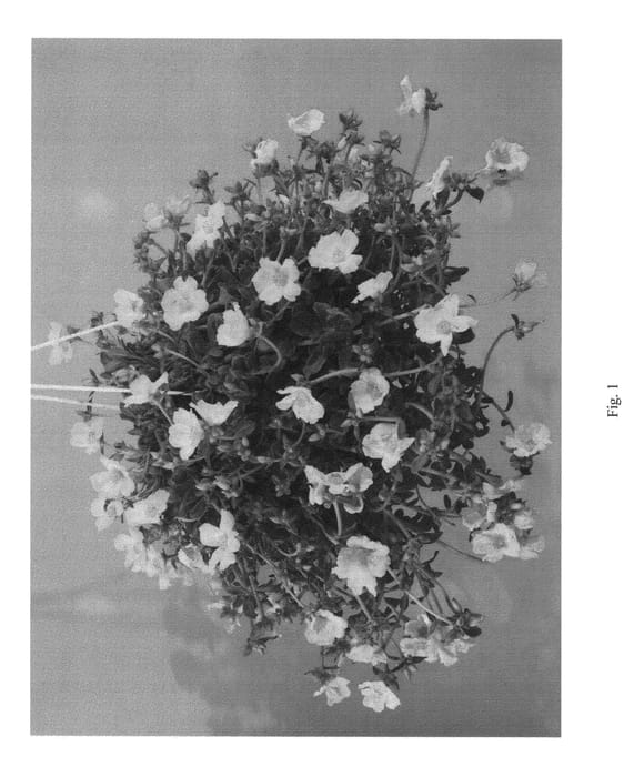 Figure 1 of US plant patent PP23245, the photograph of DPAZ17 printed in the patent.